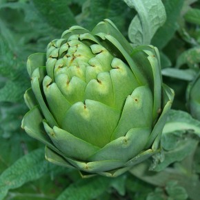 carciofi