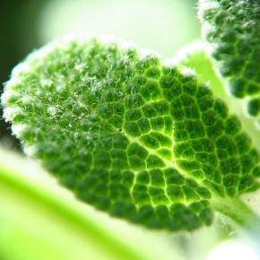 salvia