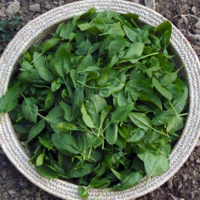 spinaci spinaci
